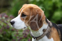 Beagle