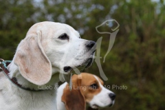 Beagle