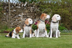 Beagle