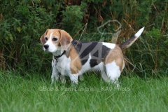 Beagle