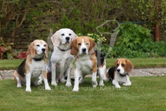 Beagle