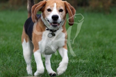 Beagle