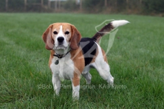 Beagle