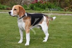 Beagle