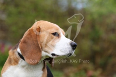 Beagle