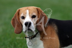 Beagle