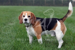 Beagle