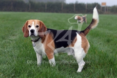 Beagle