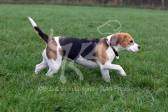 Beagle