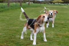 Beagle