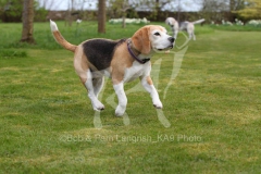 Beagle