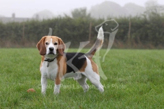 Beagle