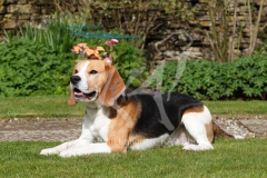 Beagle