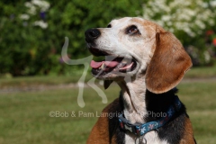 Beagle