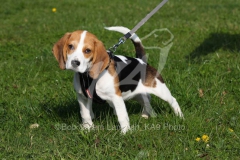 Beagle