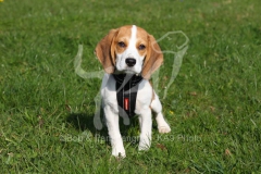 Beagle