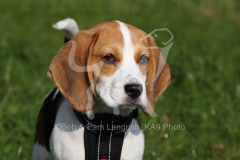 Beagle