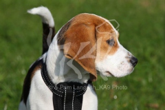 Beagle