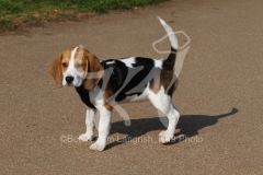 Beagle