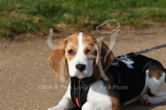 Beagle