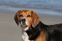 Beagle