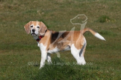 Beagle