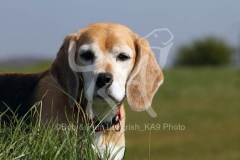 Beagle