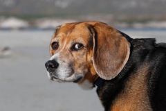 Beagle