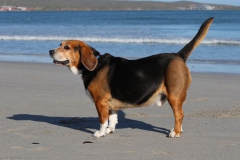 Beagle