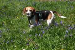 Beagle