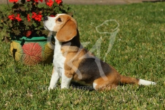 Beagle