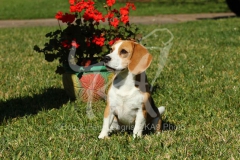 Beagle