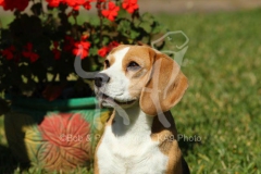 Beagle