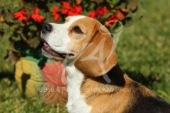 Beagle