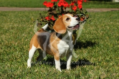 Beagle