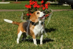 Beagle