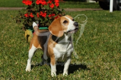 Beagle