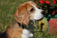 Beagle