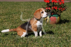 Beagle