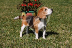 Beagle