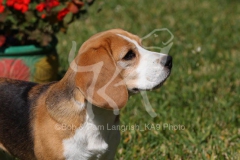 Beagle