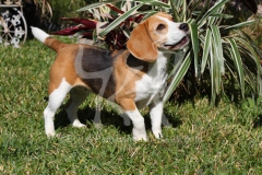 Beagle