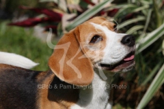 Beagle