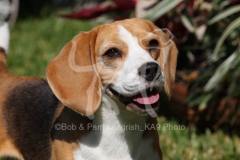 Beagle