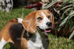 Beagle