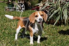 Beagle