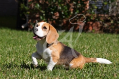 Beagle