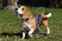 Beagle