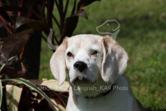 Beagle