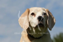 Beagle